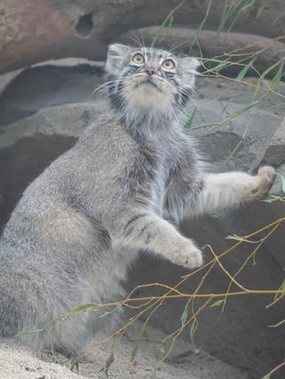神戸どうぶつ王国のマヌルネコ🐈
視線の先が気になる、、