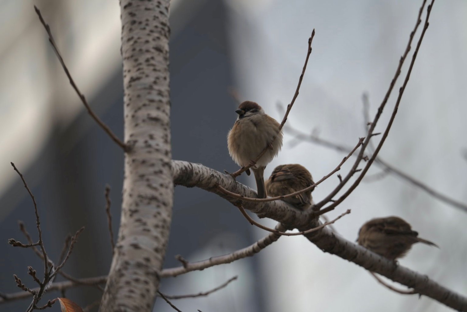 雀もふっくらしてきて冬が近づいてきた気がする
ぷーっと膨らんでてもふもふしててかわいい💕