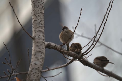 雀もふっくらしてきて冬が近づいてきた気がする
ぷーっと膨らんでてもふもふしててかわいい💕