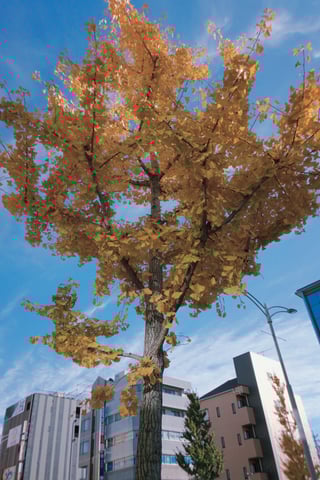 秋から冬に変わりゆく木々