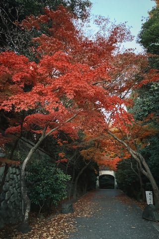 夕暮れの紅葉とトンネル