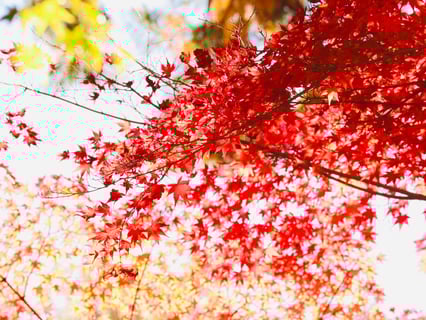 もうすぐ紅葉の季節🍁楽しみ。
