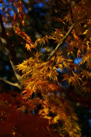 2006年のカメラでもまだ現役