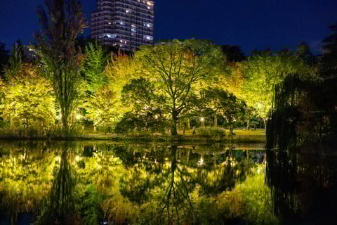 ライトアップされた紅葉