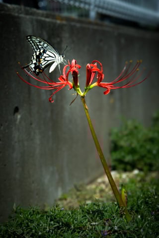 都会の隅に彼岸花が一輪。
たまたまの休憩中を激写。