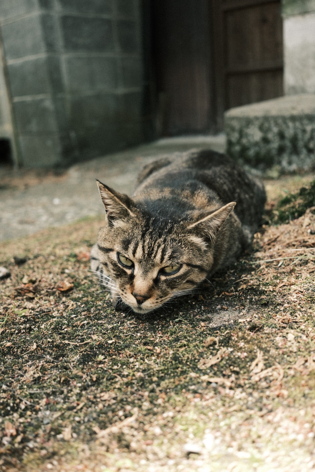 メイン投稿画像
