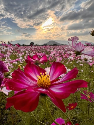 大好きなコスモスの季節
スマホ片手に心地よく散策
何気ない時の中での撮影で
殆どiphone での投稿です