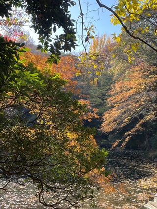色づく瞬間、秋が息づく