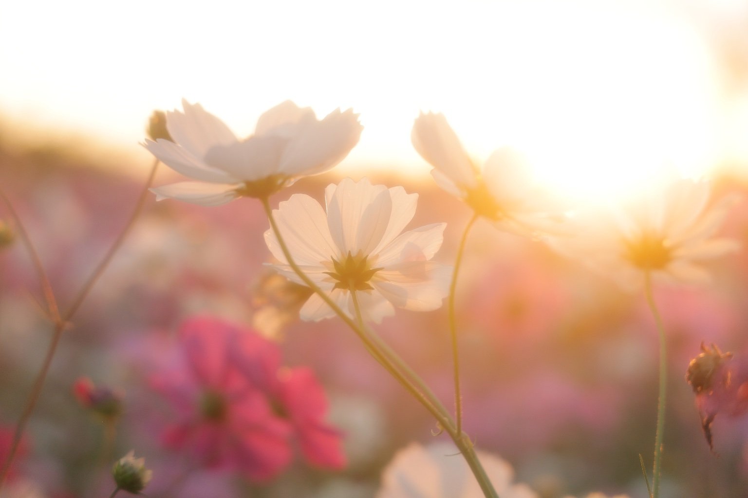 メイン投稿画像