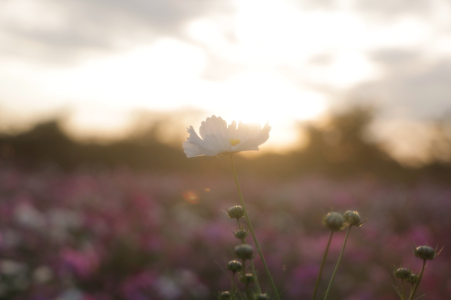 メイン投稿画像