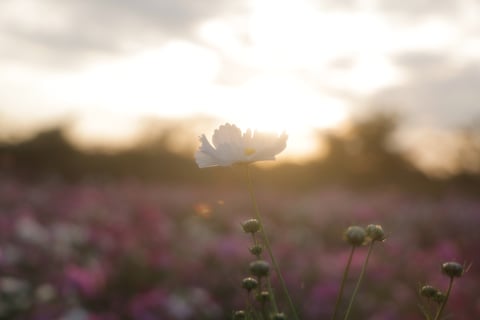 夕日に照らされて

天を仰ぐ