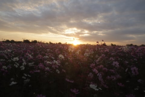 天と地に広がる
太陽に照らされた
彩の世界