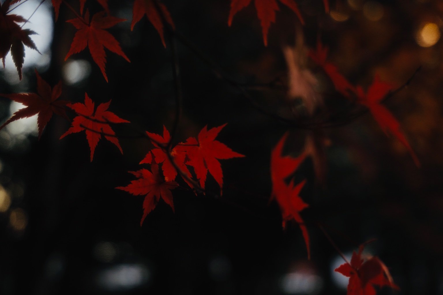 メイン投稿画像