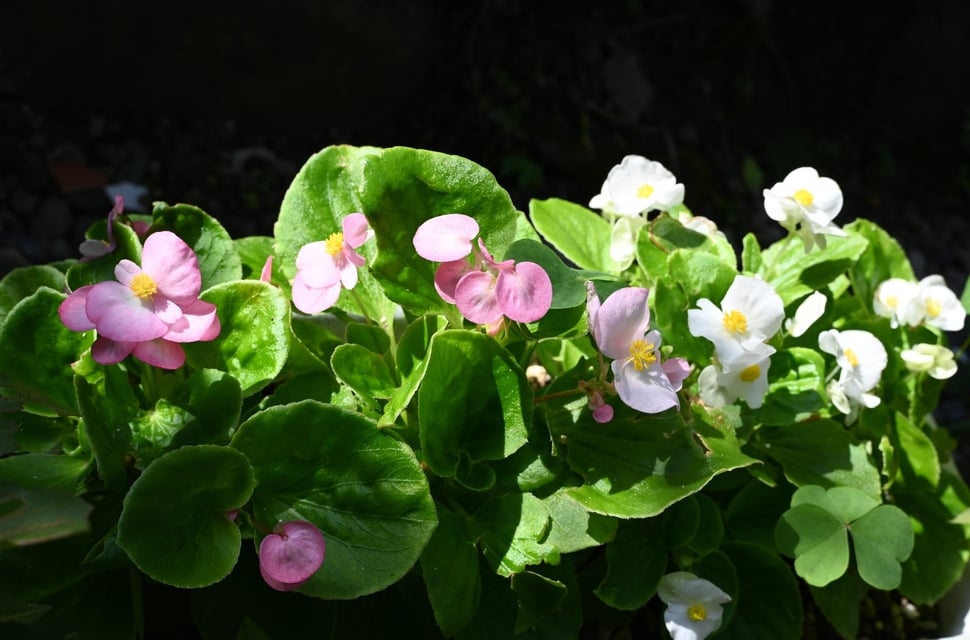 メイン投稿画像