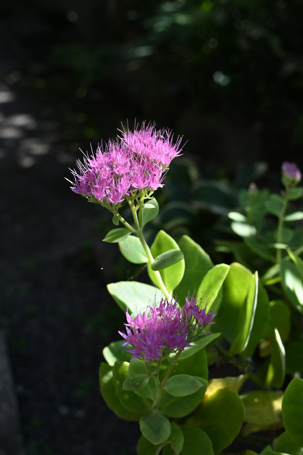 メイン投稿画像