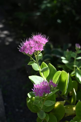 ベンケイソウです