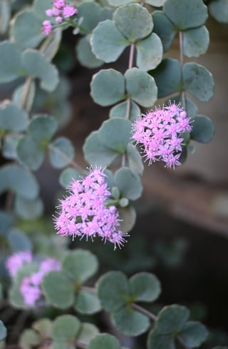 ミセバヤが咲きました