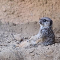 ユーザーアイコン