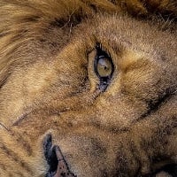 ユーザーアイコン