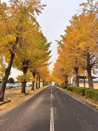 近所の公園にて…
自前のライトアップ撮影も