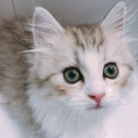 ユーザーアイコン