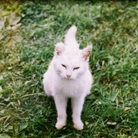 ユーザーアイコン