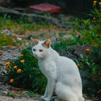 ユーザーアイコン