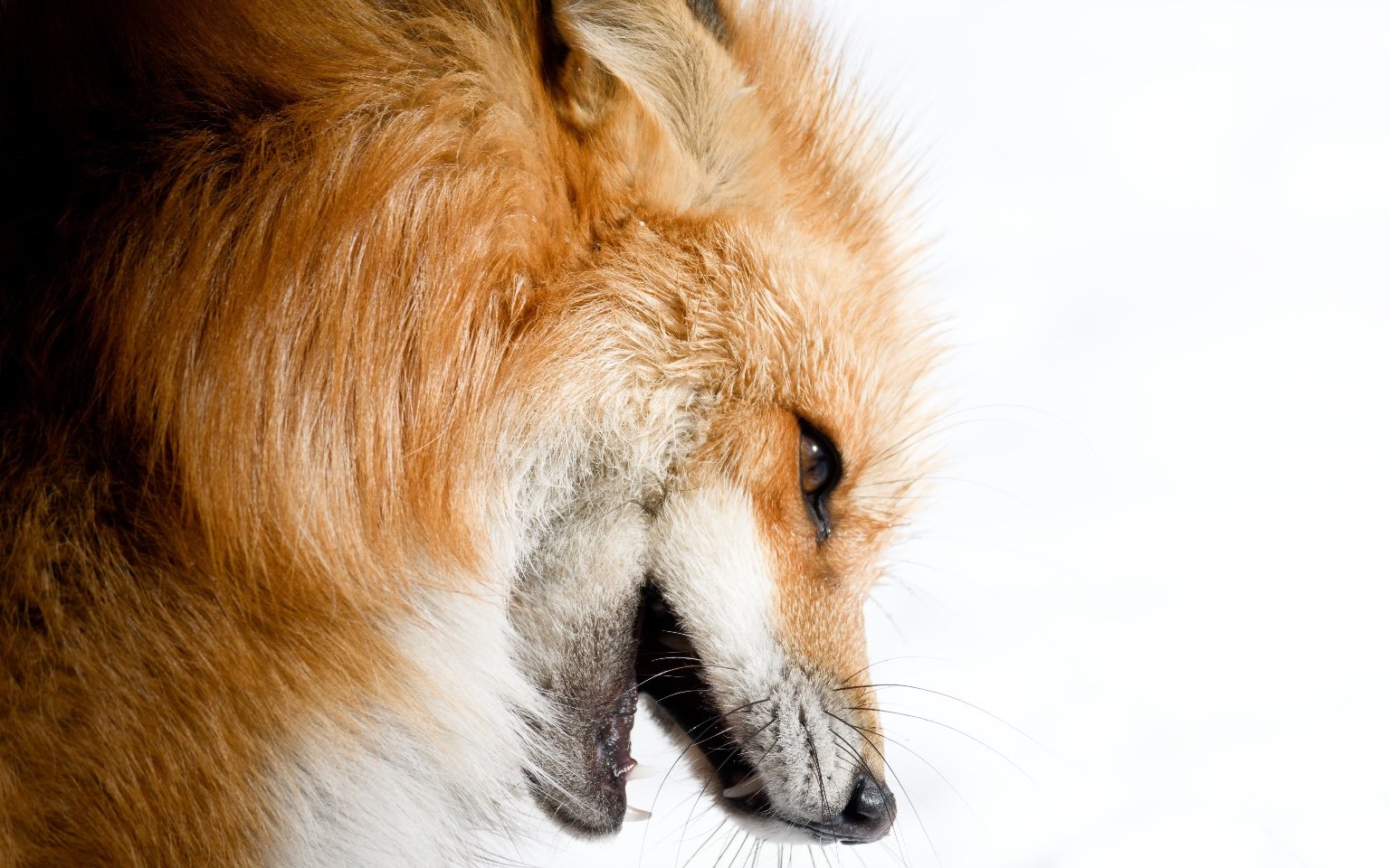 メイン投稿画像