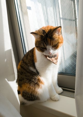 我が家の猫
Xiaomi 15T ProのLeicaカメラが思いの外良かったです