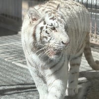 ユーザーアイコン