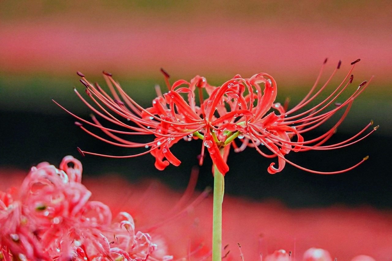 メイン投稿画像