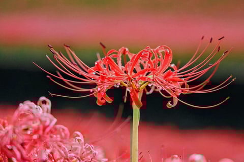 ペットと散歩中に彼岸花撮影。