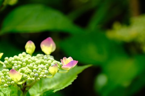 自宅の庭にて紫陽花撮影。彼岸花昨年9月末撮影。