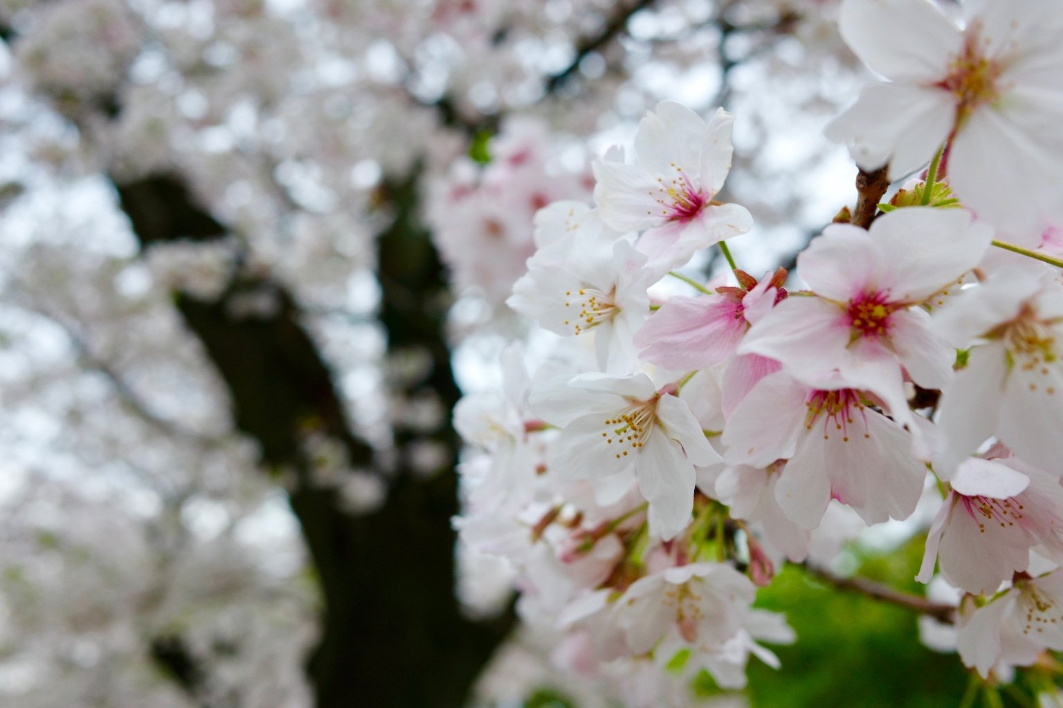 メイン投稿画像