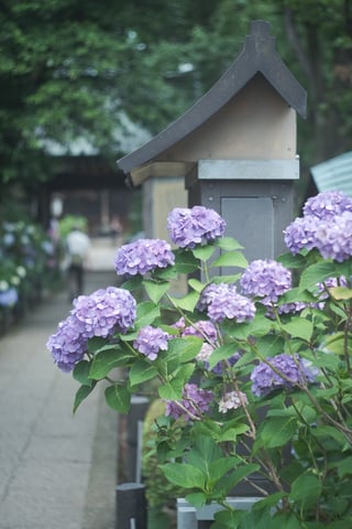 花が好き。