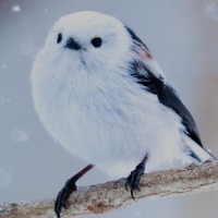 ユーザーアイコン