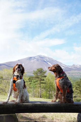 浅間山と一生こっちを向かないうちの犬