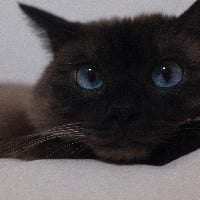 ユーザーアイコン