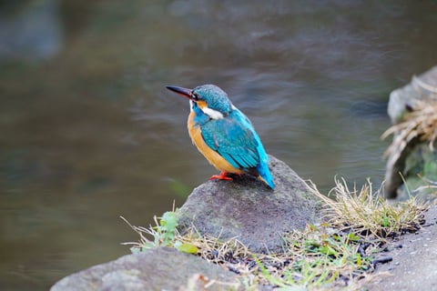 最近は野生動物撮影にもハマっています。