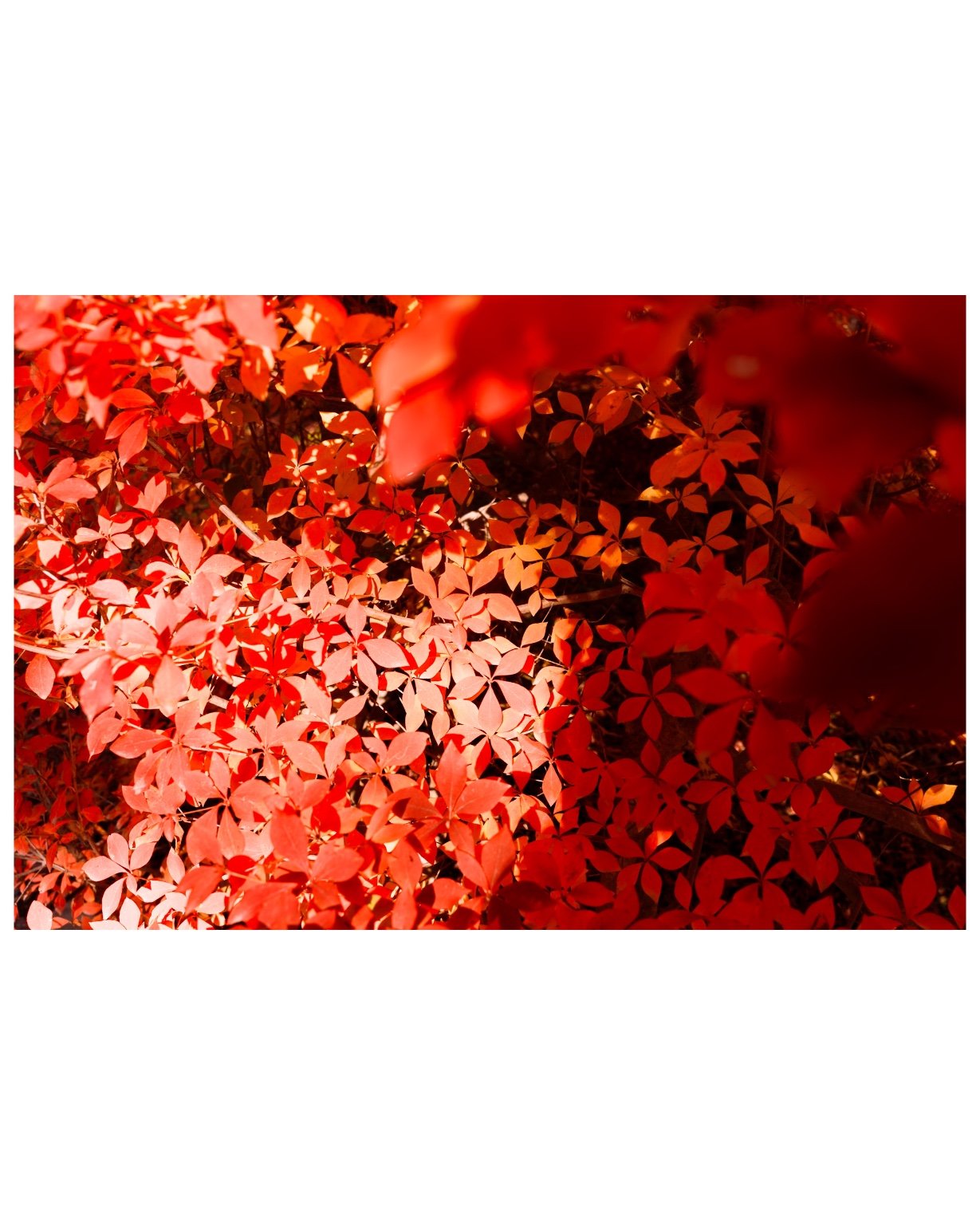 投稿画像 2